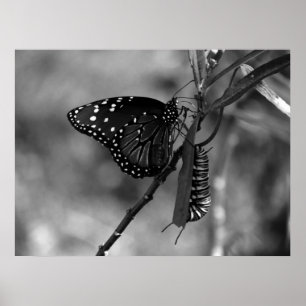 Affiche Le papillon Queen w Monarch Caterpillar en B & W