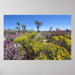 Affiche Le Parc National De Joshua Tree À Bloom