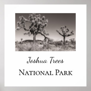Affiche Le Parc national de Joshua Trees