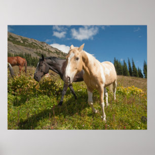 Affiche Le Parc national de North Cascades