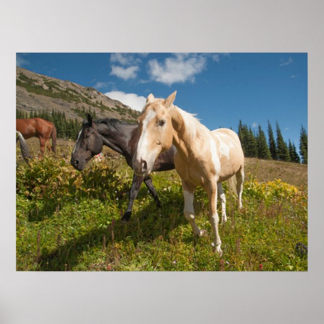 Affiche Le Parc national de North Cascades (Devant)