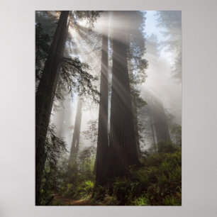 Affiche Le parc national de Redwood Californie