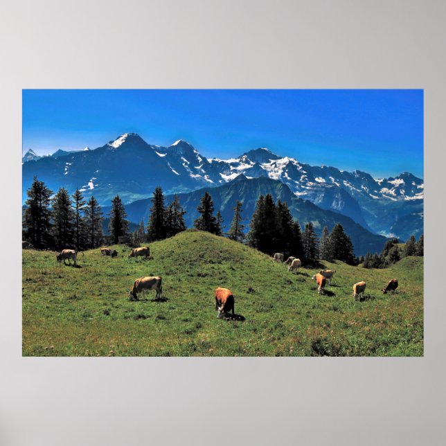 Affiche Le pâturage de vache dans les Alpes (Devant)