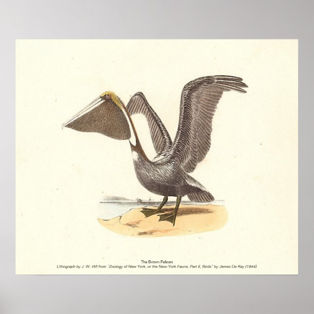 Affiche Le pélican Brown (Pelecanus occidentalis) NY Bird (Devant)