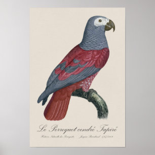 Affiche Le Perroquet cendre Tapire 