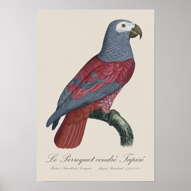 Affiche Le Perroquet cendre Tapire  (Devant)