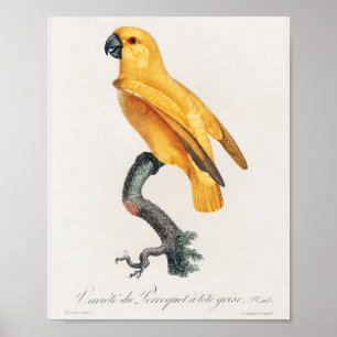 Affiche Le perroquet du Sénégal