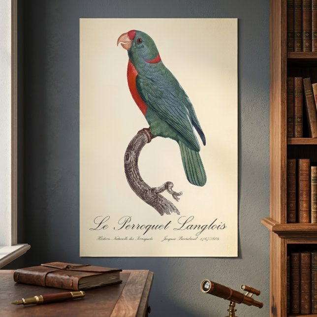 Affiche Le Perroquet Langlois de Jacques Barraband (Le Perroquet Langlois by Jacques Barraband. Poster )