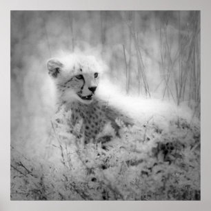 Affiche Le petit de Cheetah