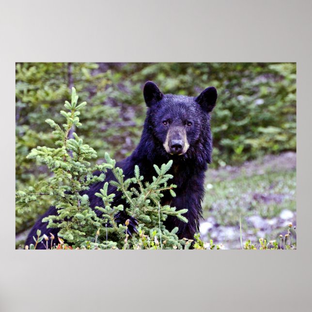 Affiche Le pied d'ours noir (Devant)