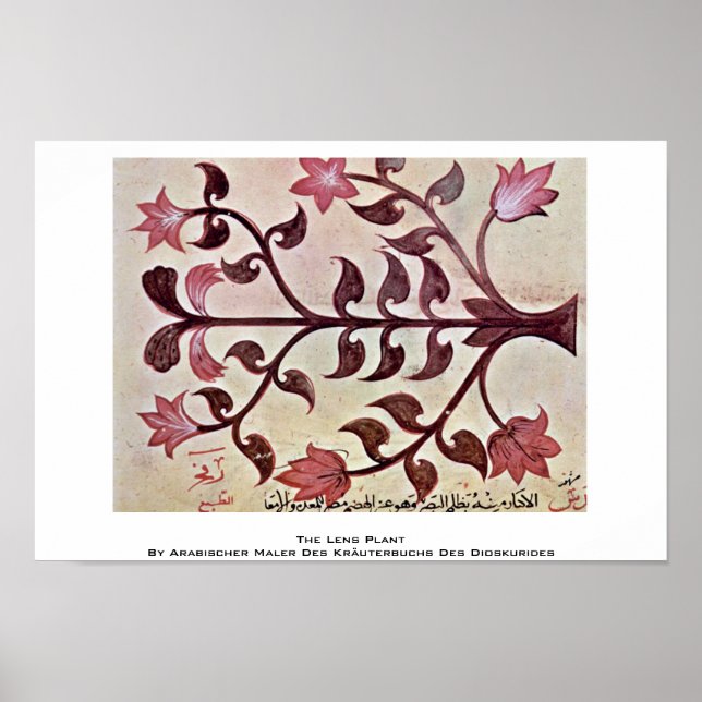 Affiche Le Plante des lentilles (Devant)