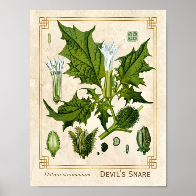 Affiche Le Plante médicinal vintage Devil's Snare Botanica (Devant)