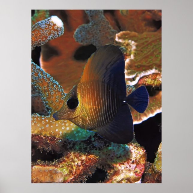 Affiche Le poisson dans le corail (Devant)