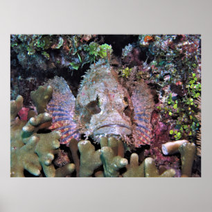 Affiche Le poisson scorpion dans le corail