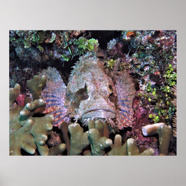Affiche Le poisson scorpion dans le corail (Devant)