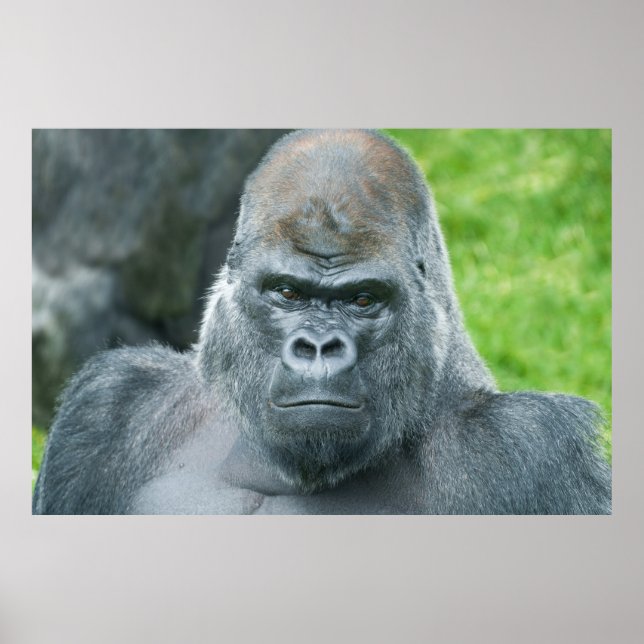Affiche Le portrait argenté du pouvoir d'Oumbi (Devant)