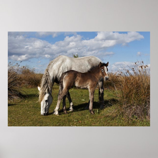Affiche Le poulain de Camargue à cheval avec mère (Devant)