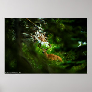 Affiche Le Prince Forêt
