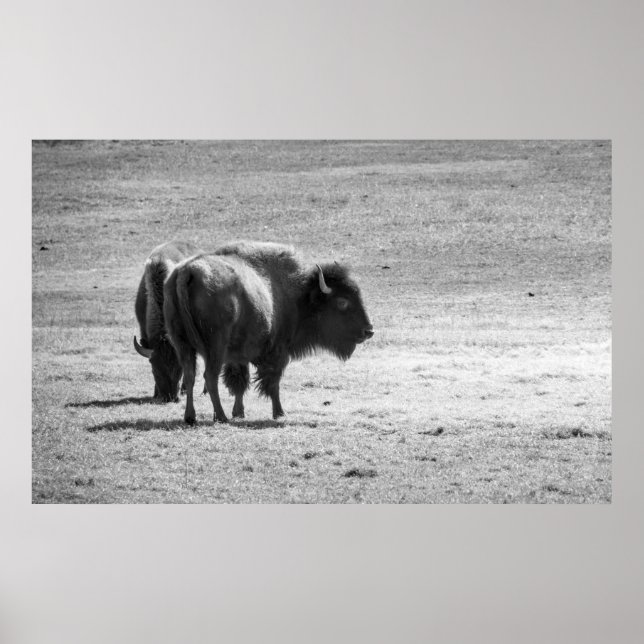 Affiche Le puissant buffle  (Devant)