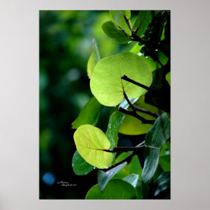 Affiche Le raisin de mer laisse l'affiche de Bush d'arbre