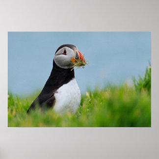 Affiche Le Rassembleur Puffin