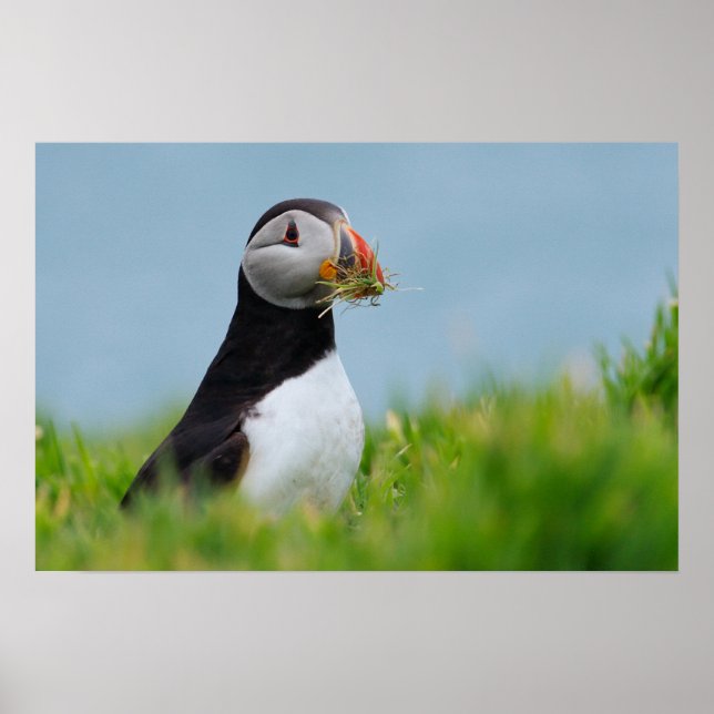 Affiche Le Rassembleur Puffin (Devant)