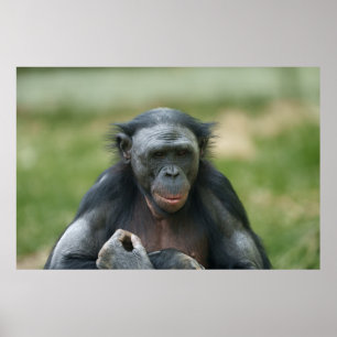 Affiche Le regard de Bonobo
