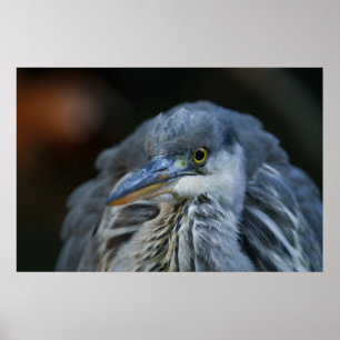 Affiche Le regard intense d'un héron gris en gros plan