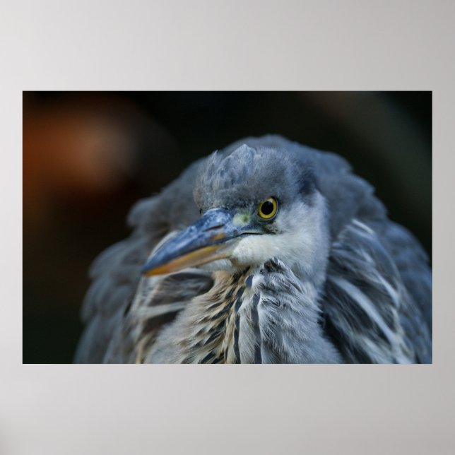 Affiche Le regard intense d'un héron gris en gros plan (Devant)