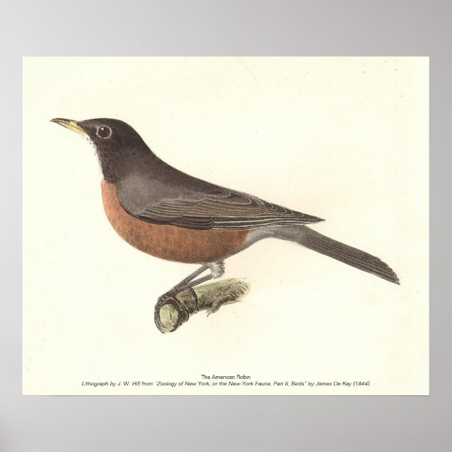 Affiche Le Robin américain (Turdus migratorius) NY Birds (Devant)