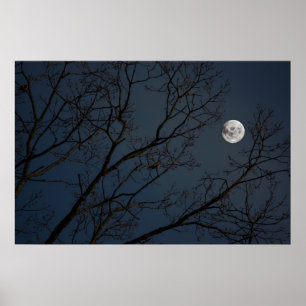 Affiche Le Robin et la lune