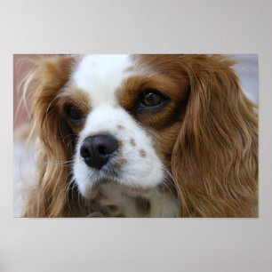 Affiche Le roi Charles Spaniel