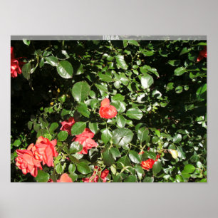 Affiche Le rose Bush à Denver