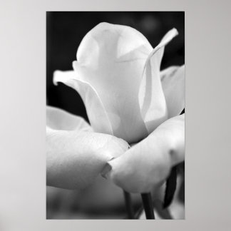 Affiche Le Rose d'Anna