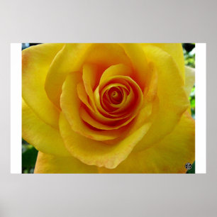 Affiche Le rose jaune