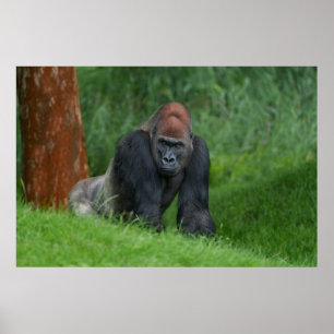 Affiche Le royaume serein de Silverback