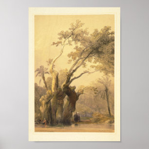 Affiche Le saint arbre, Metereah