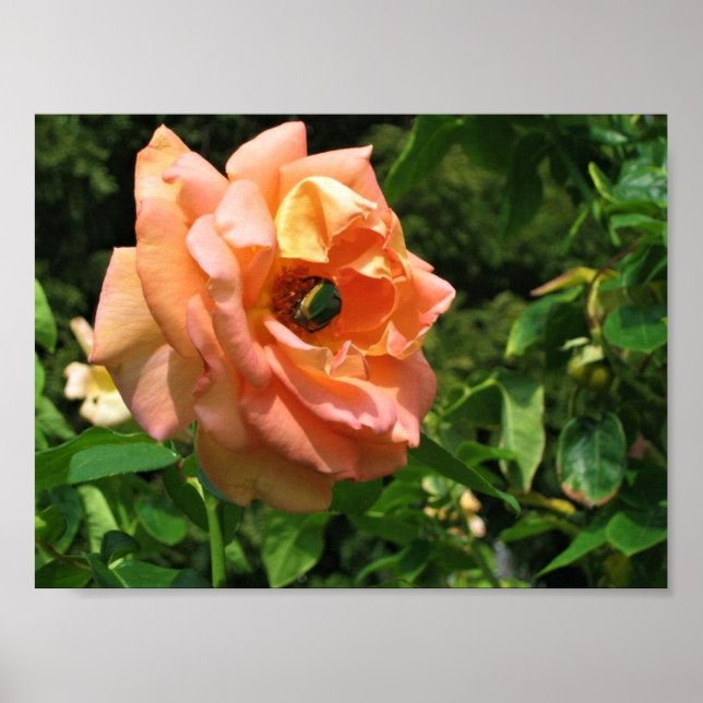 Affiche Le scarabée sur un Rose (Devant)