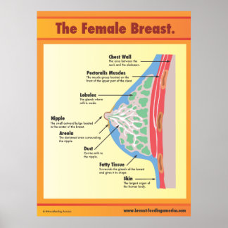Affiche Le sein féminin