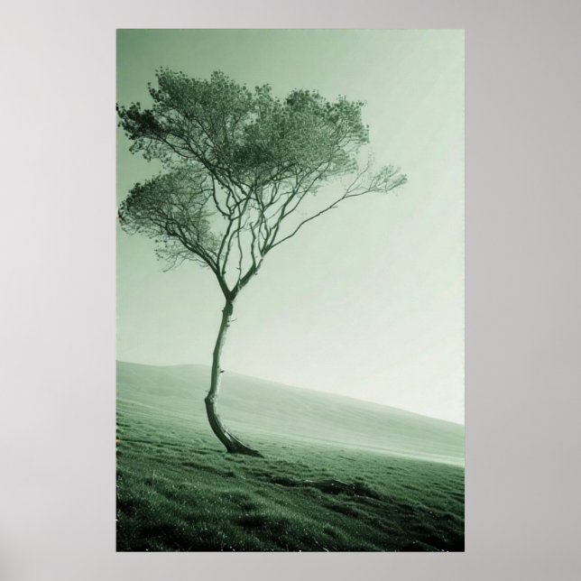 Affiche Le sentinelle solitaire : un arbre balayé par le v (Devant)