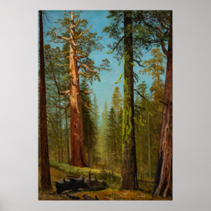Affiche Le Séquoia Géant Grizzly, Peinture Célèbre