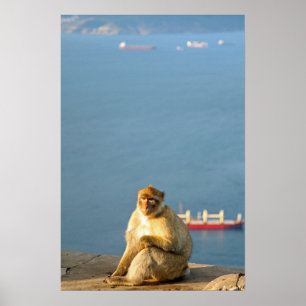 Affiche Le singe barbare de Gibraltar