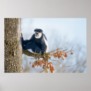 Affiche Le singe colobus dans la canopée