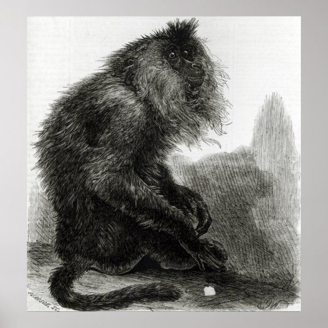 Affiche Le singe du Waderoo indien (Devant)