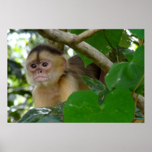 Affiche Le singe voient…