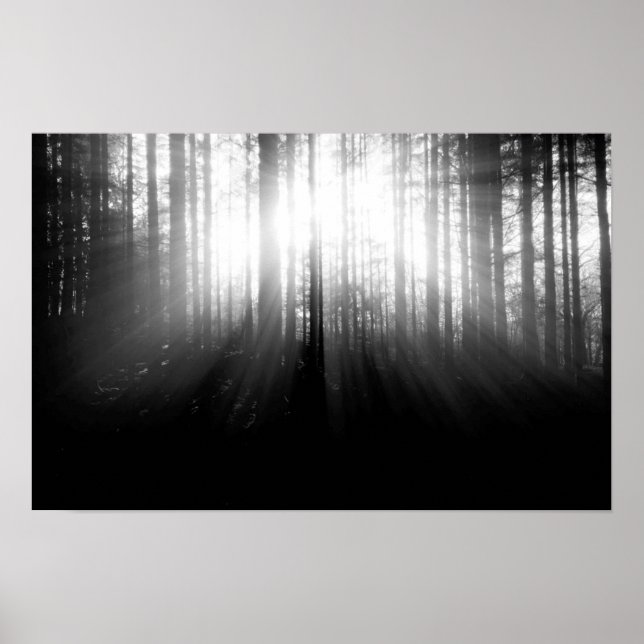 Affiche Le soleil brille à travers les arbres dans la forê (Devant)