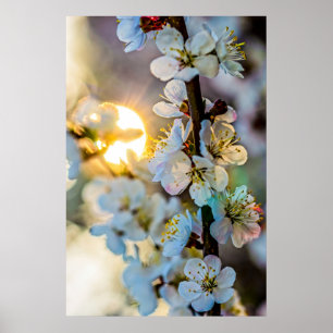 Affiche Le Soleil Et Les Fleurs Japonaises D'Apricot