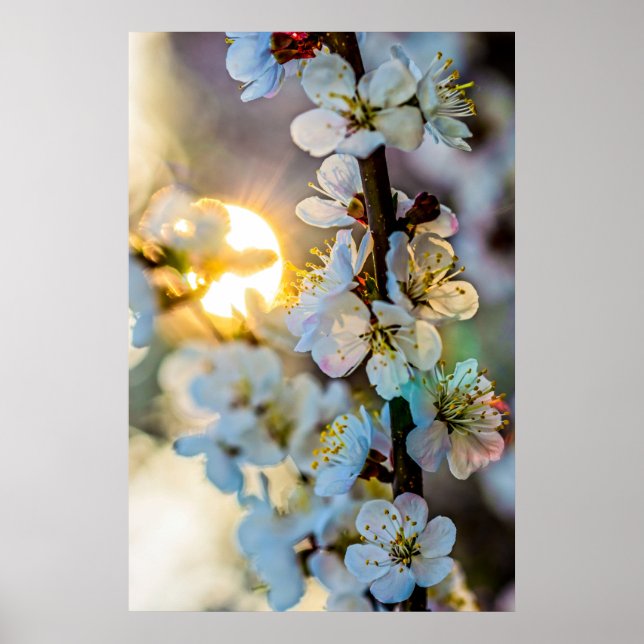 Affiche Le Soleil Et Les Fleurs Japonaises D'Apricot (Devant)