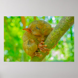 Affiche Le sommeil tranquille d'un tarsier à Bohol