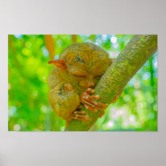Affiche Le sommeil tranquille d'un tarsier à Bohol